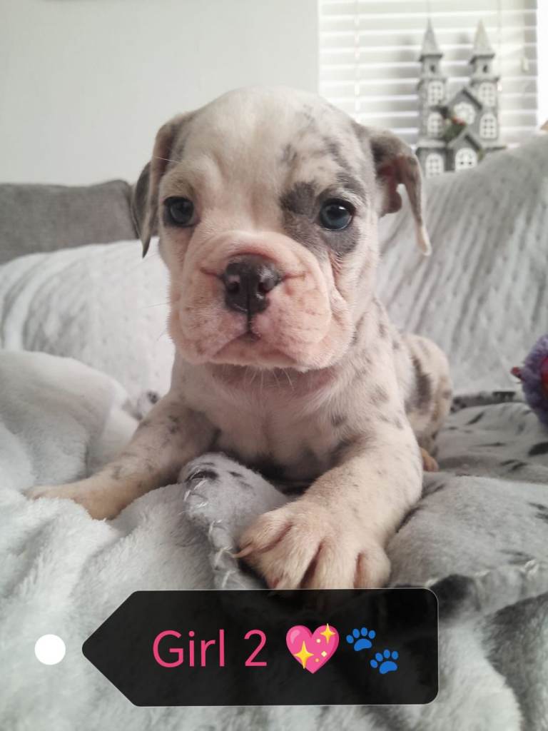🐾🐶Stunning New English Bulldog Puppies🐶🐾 