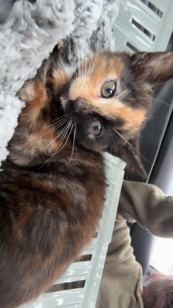 Kitten