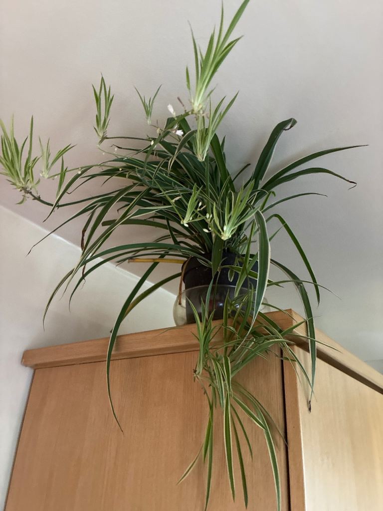 Spider plants £1  each