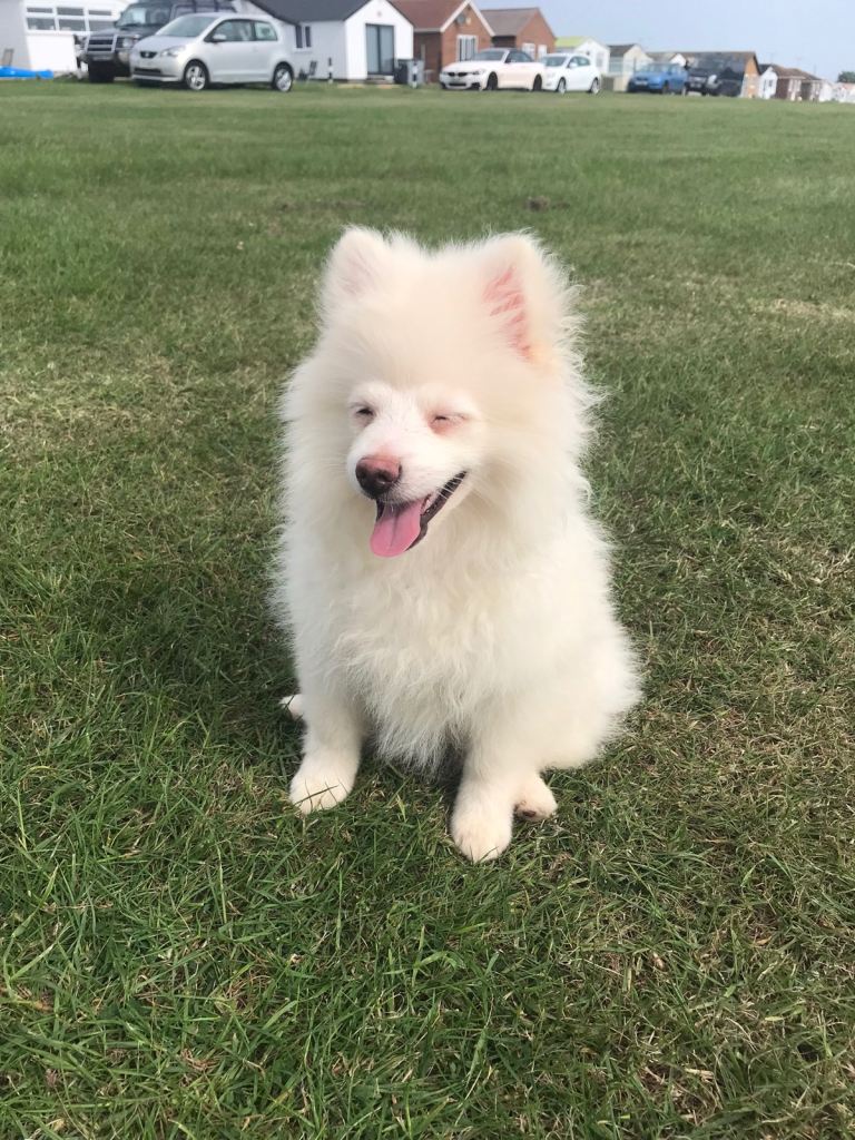 Pomeranian