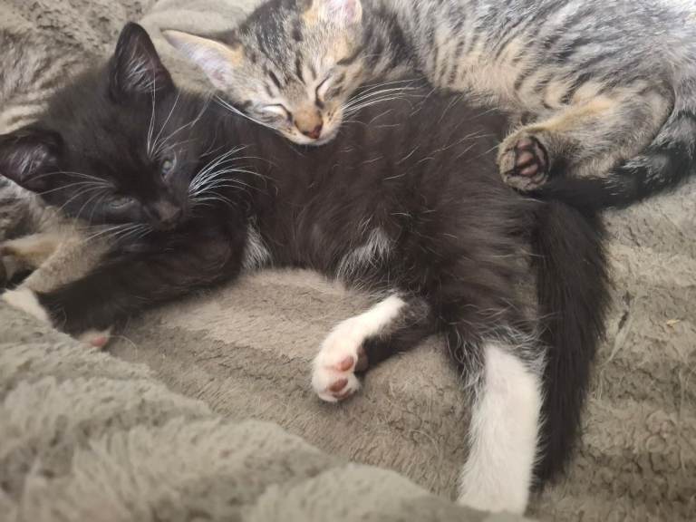 Kittens 