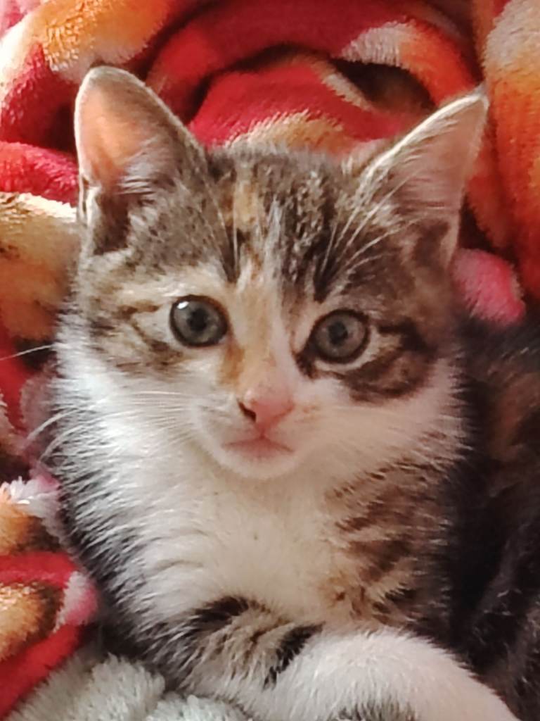 Cute tabby and white kitten
