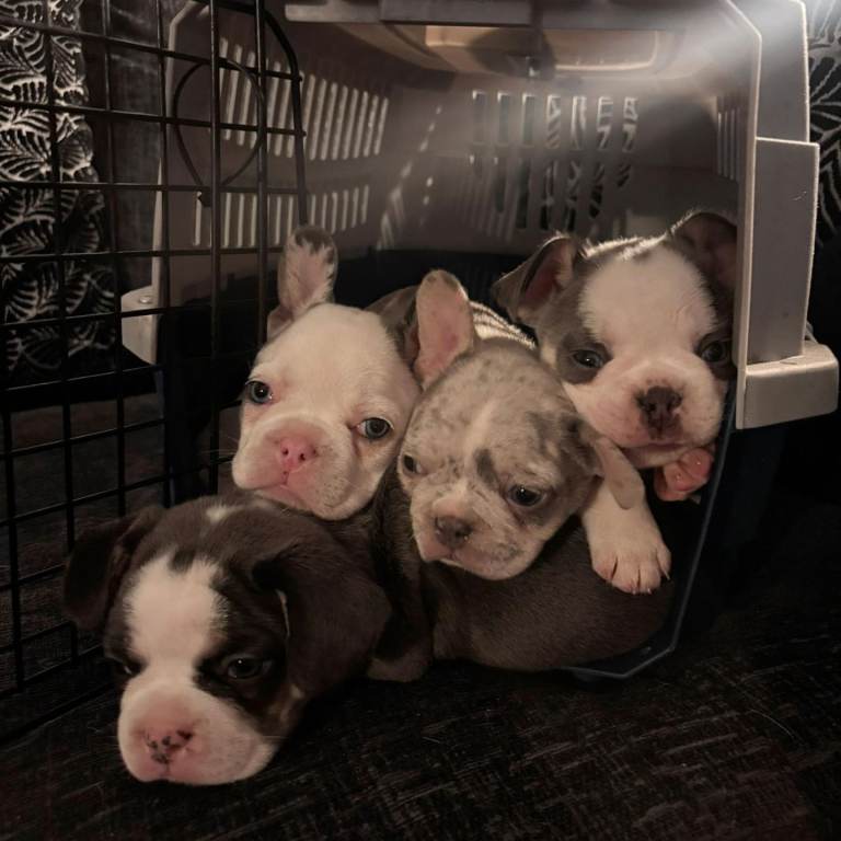 Frenchie koi husky puppies