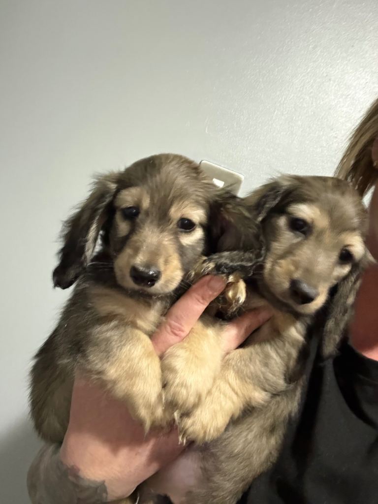 Shaded cream miniature dachshund 