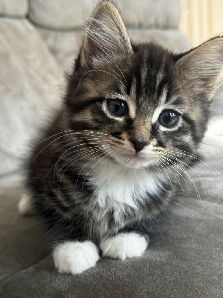 Male/Female kittens for sale 