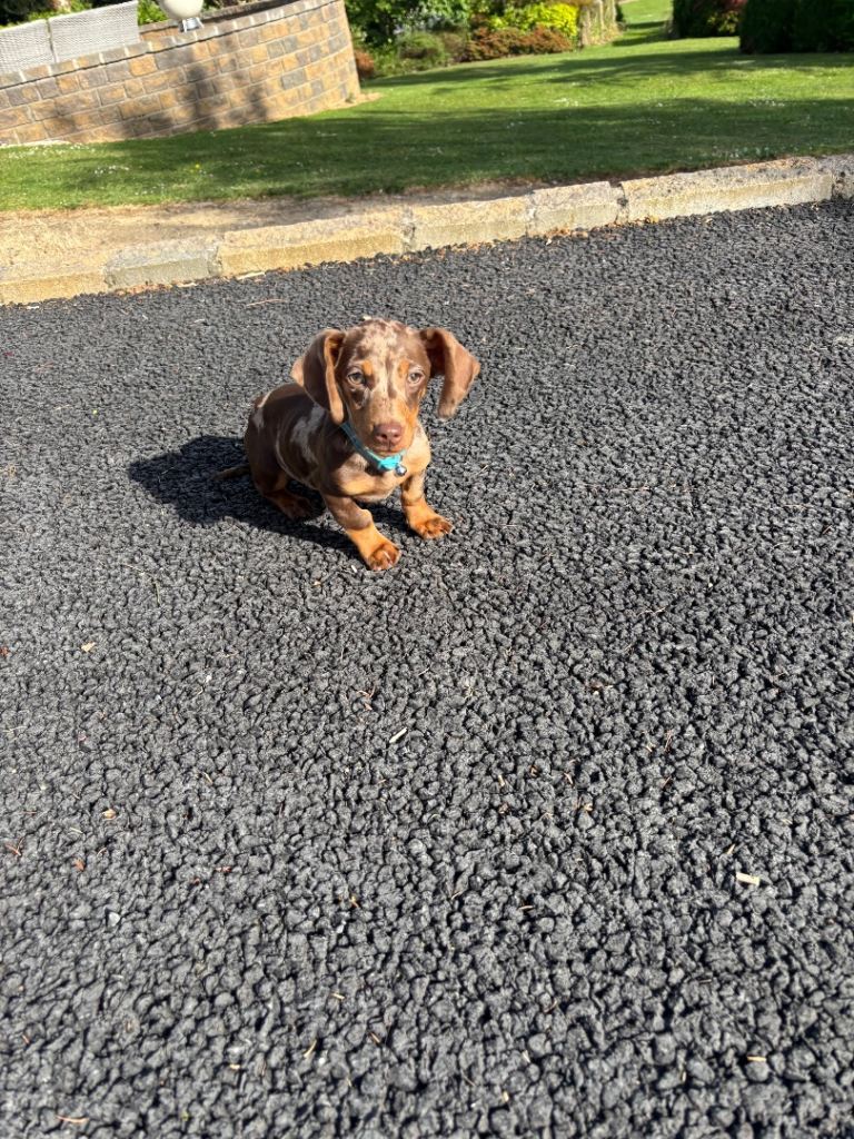 Miniature dachshund dapple 