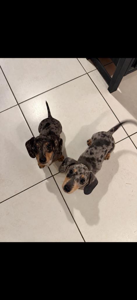 Dachshund miniature KC registered boys 