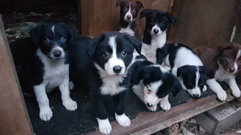Border collie pups for sale