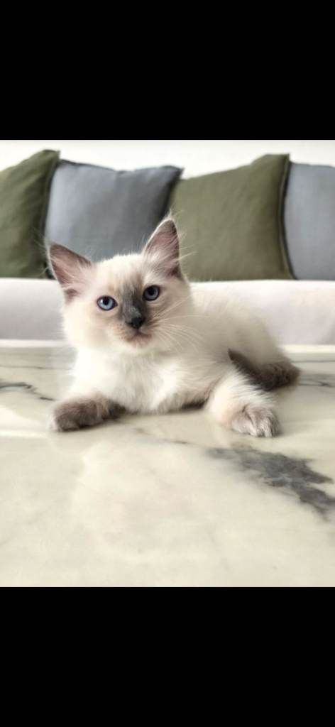 🤍 Pure Ragdoll Kittens Blue Point & Lynx Ready Now