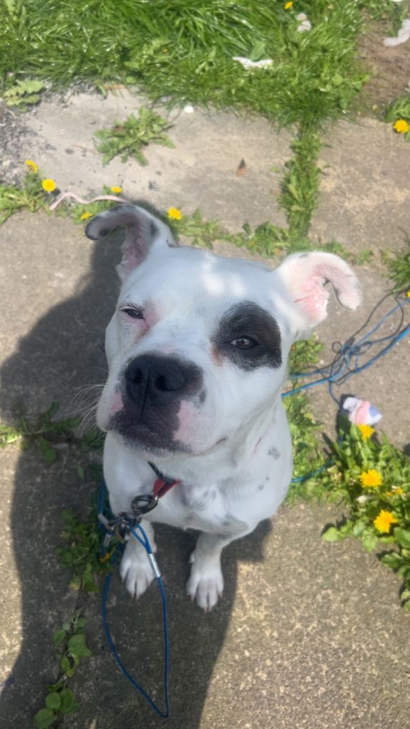 1 year old American bulldog cross 
