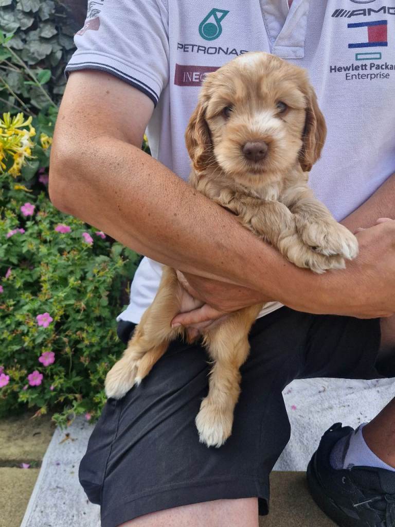 Beautiful Cockerpoo Puppies