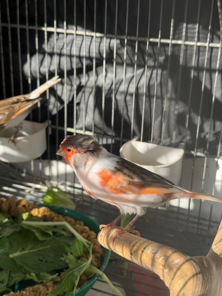Harlequin Canaries