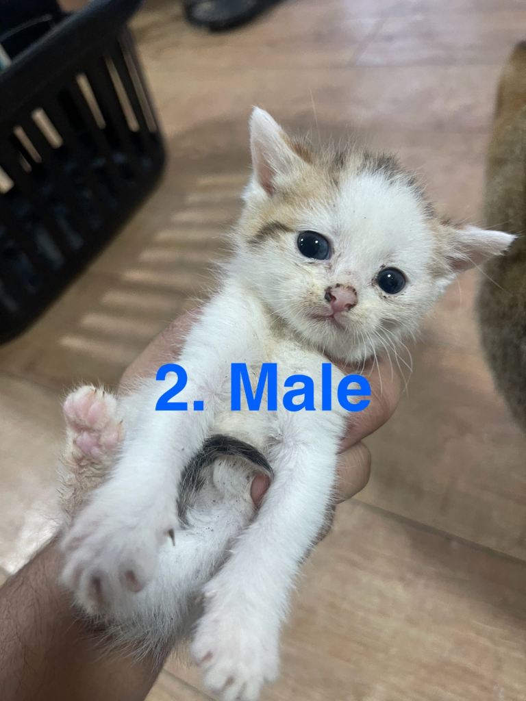 Kittens for sale (Golden Tip British Short hair lineage) 