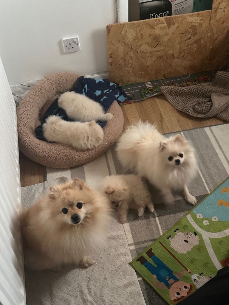 Adorable Pomeranian Puppies for Sale