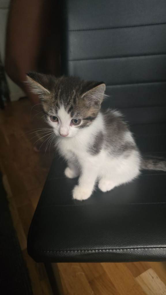 12 weeks old male half persian kitten