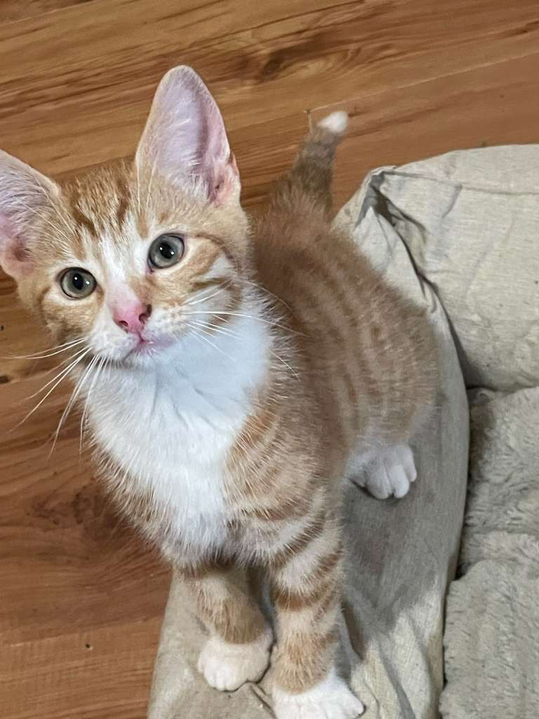 12 weeks old