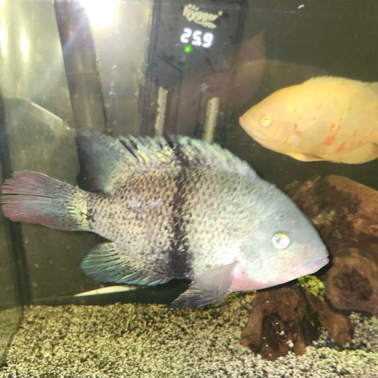 Tropical Fish