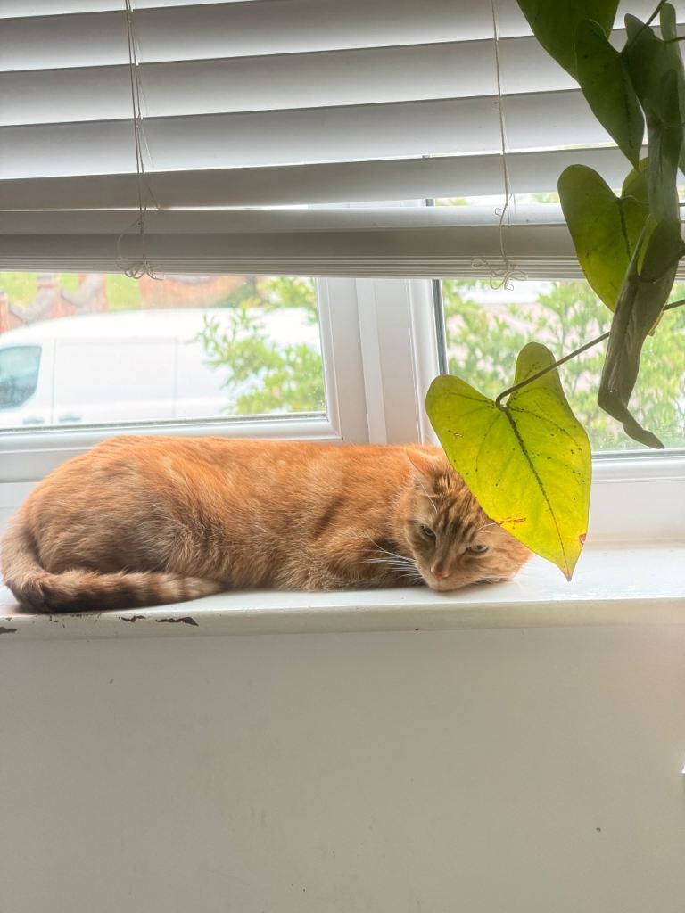 Cat for adoption 