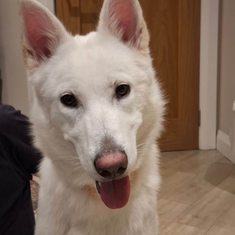 Akita german shepherd cross