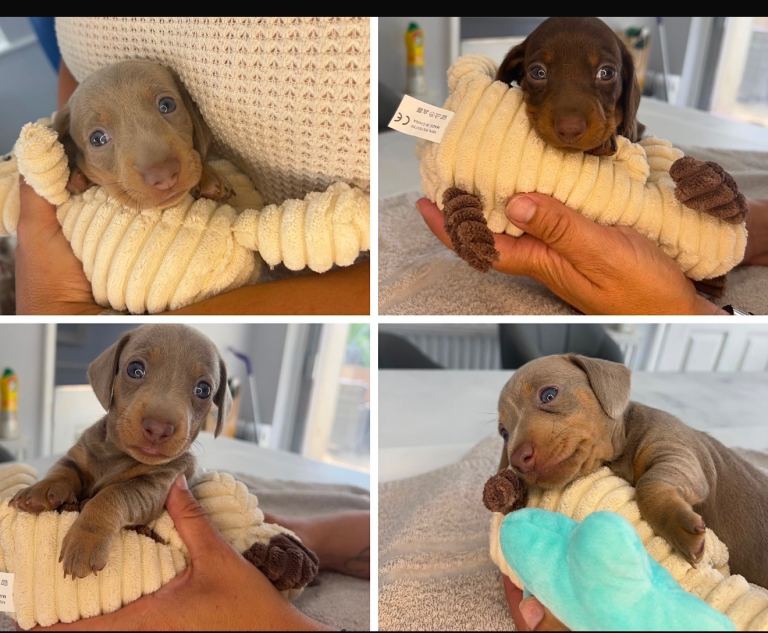 Mini Dachshund KC Registered 