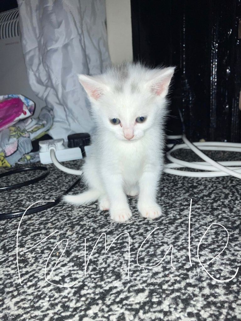READY TO LEAVE Turkish Angora kittens   
