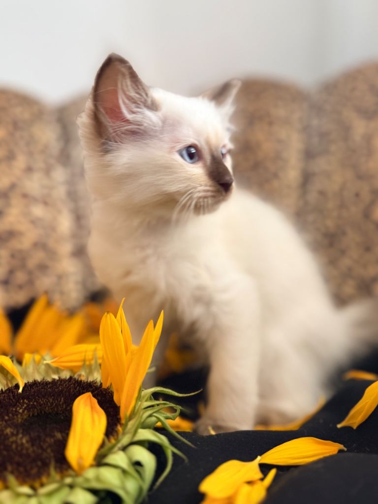 Pure chocolate Ragdolls