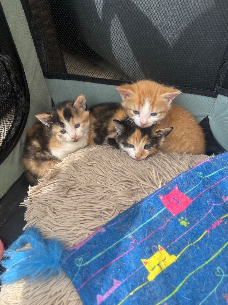 Kittens