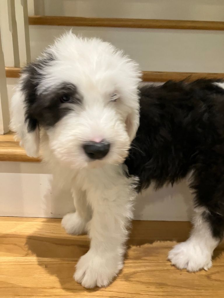 HEALTH TESTED KC REGISTERED OLD ENGLISH SHEEPDOG PUPPIES 