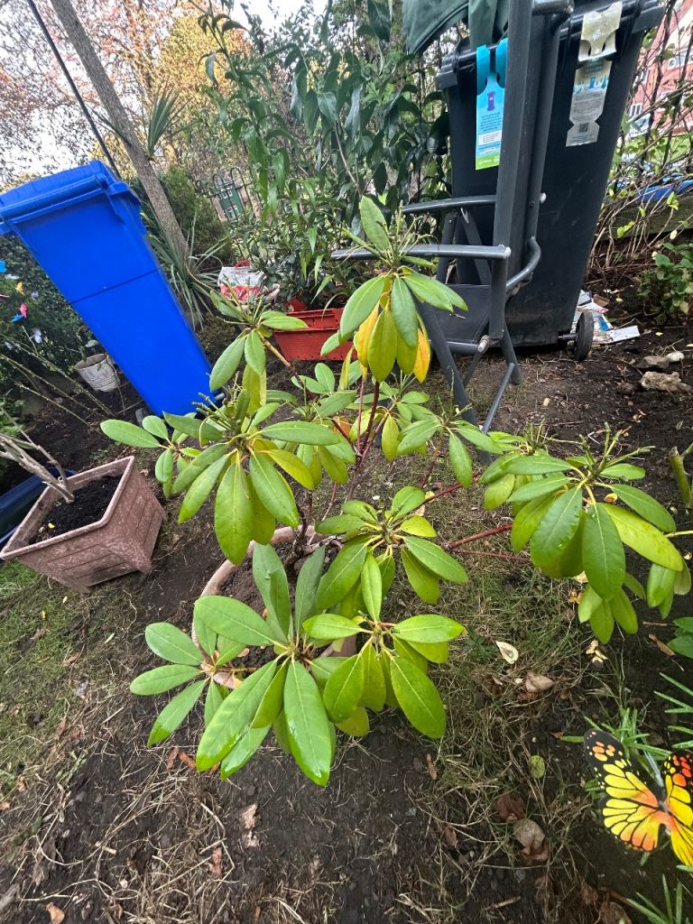 3 years flowered Rhododendron – 8+ Years Old, Unique Bloom
