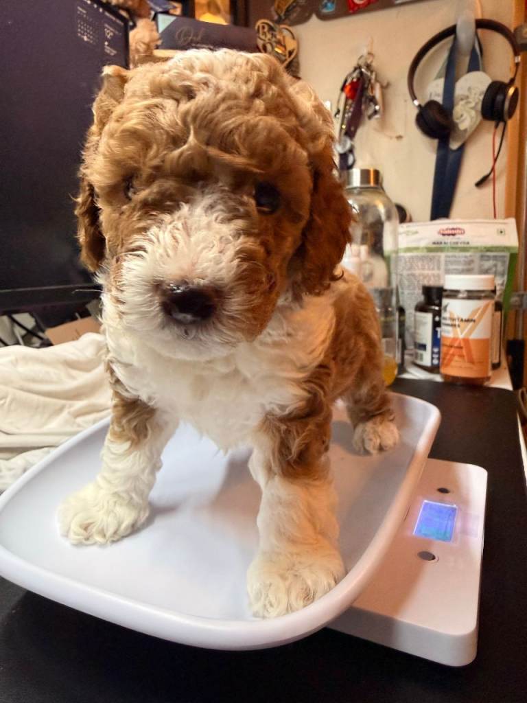 Toy Poodle x Cockapoo Puppies Family Raised