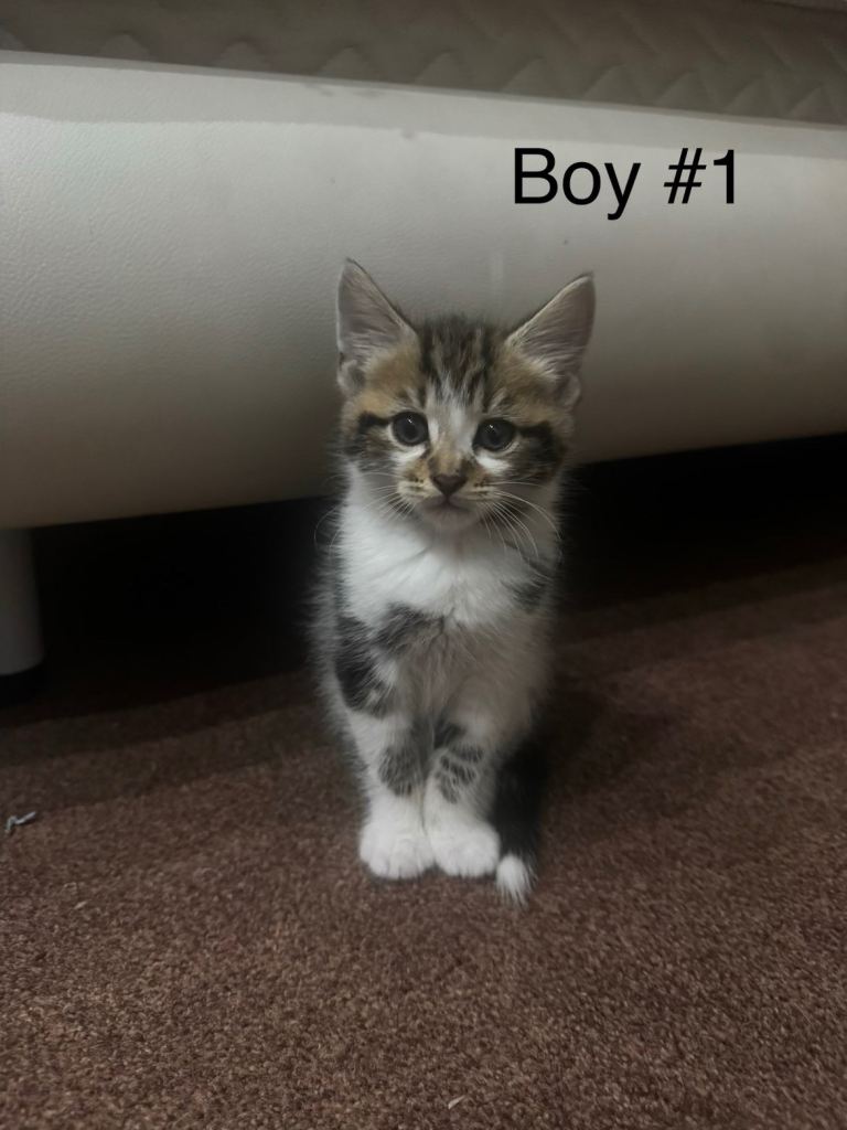 Kittens for salw
