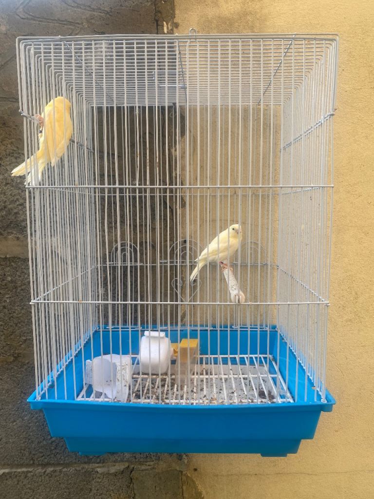2 canaries with cage 