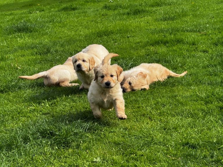 🐾 4 left Pure-Bred Golden retriever puppies  🐾