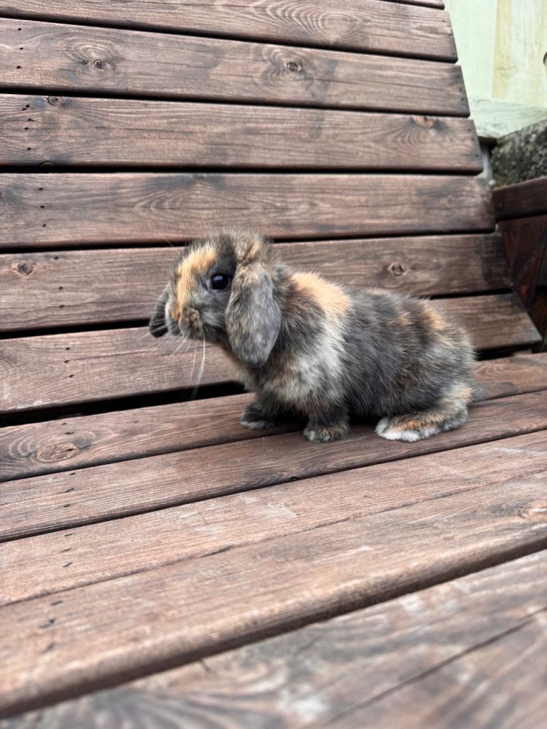 Mini lops rabbits