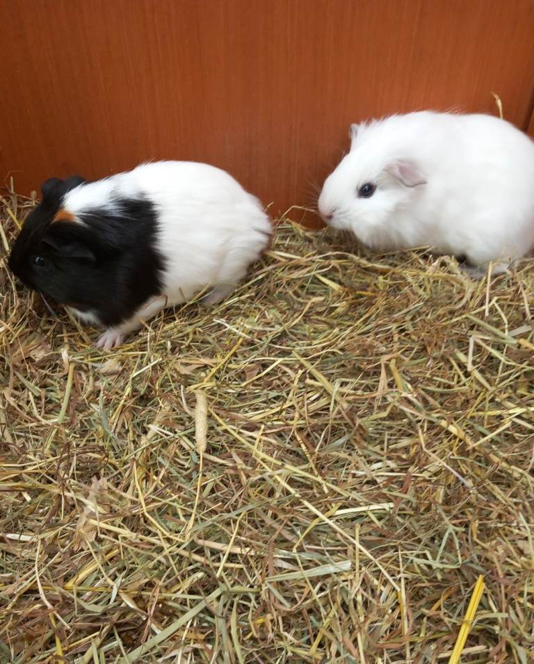 Last 2 Baby boy guinea pigs ready now