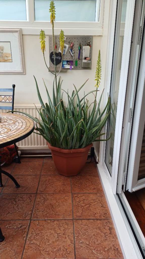TWO Aloe vera house plants 