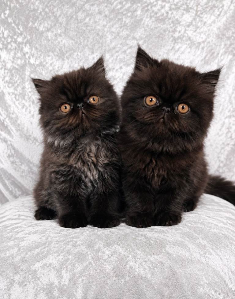 Persian kittens 