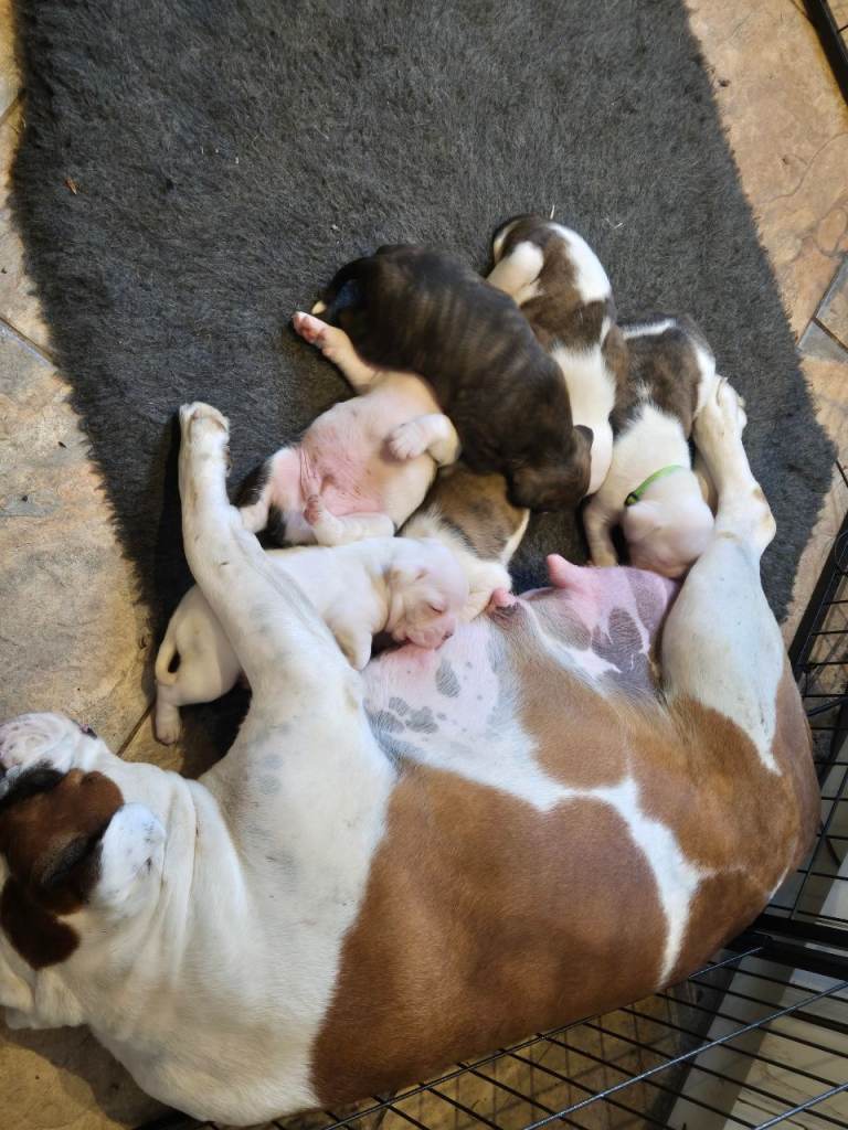 Boxer x Bulldog puppies