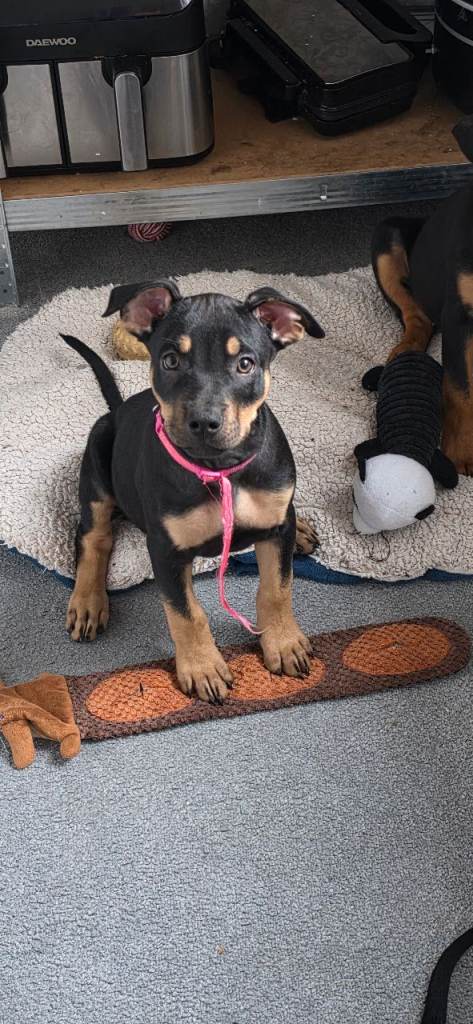 Doberman x shepherd puppies