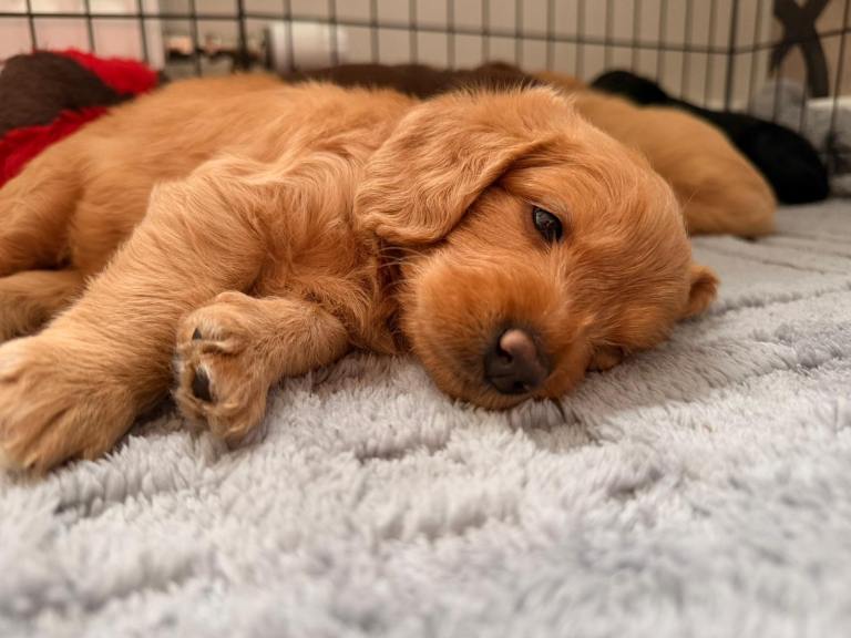 8 miniature labradoodles 