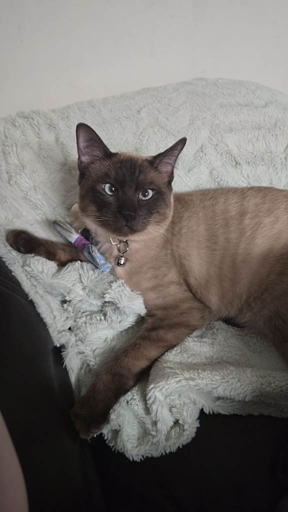 Siamese boy