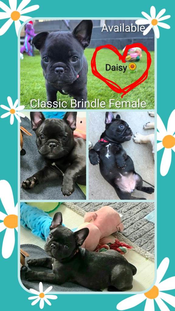 ✨️Beautiful French Bulldog Puppies✨️‼️READY NOW‼️