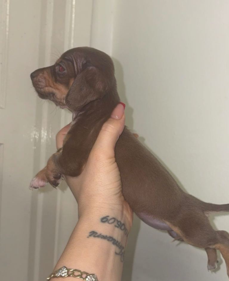 Chiweenie puppies Miniature dachshund x chihuahua choc dapple merle