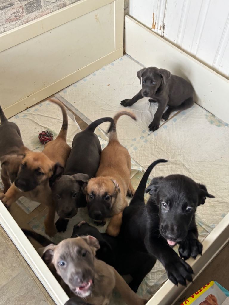 Cane Corso × Belgian Malinois 9 weeks old, ready to leave now, only 3 left  