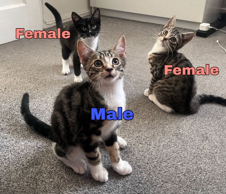 3 KITTENS READY FOR THEIR FOREVER HOME