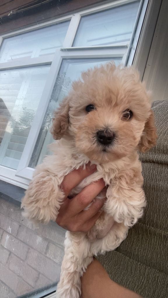 Beautiful Cavapoochon puppies 
