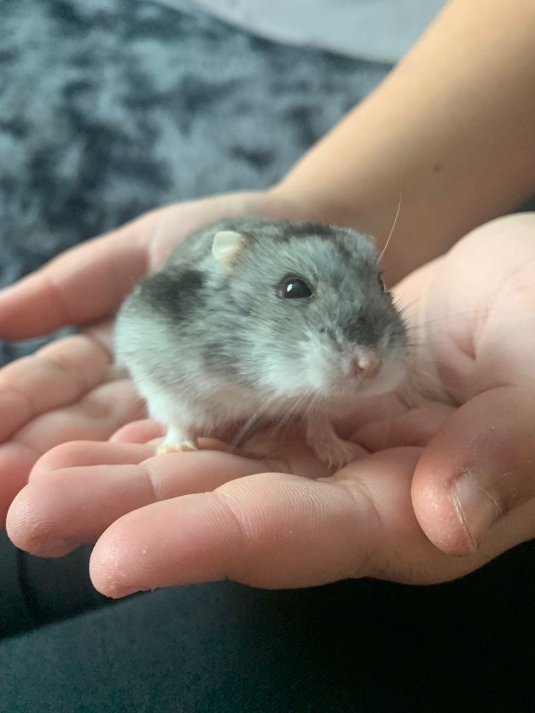 Russian dwarf hamster 