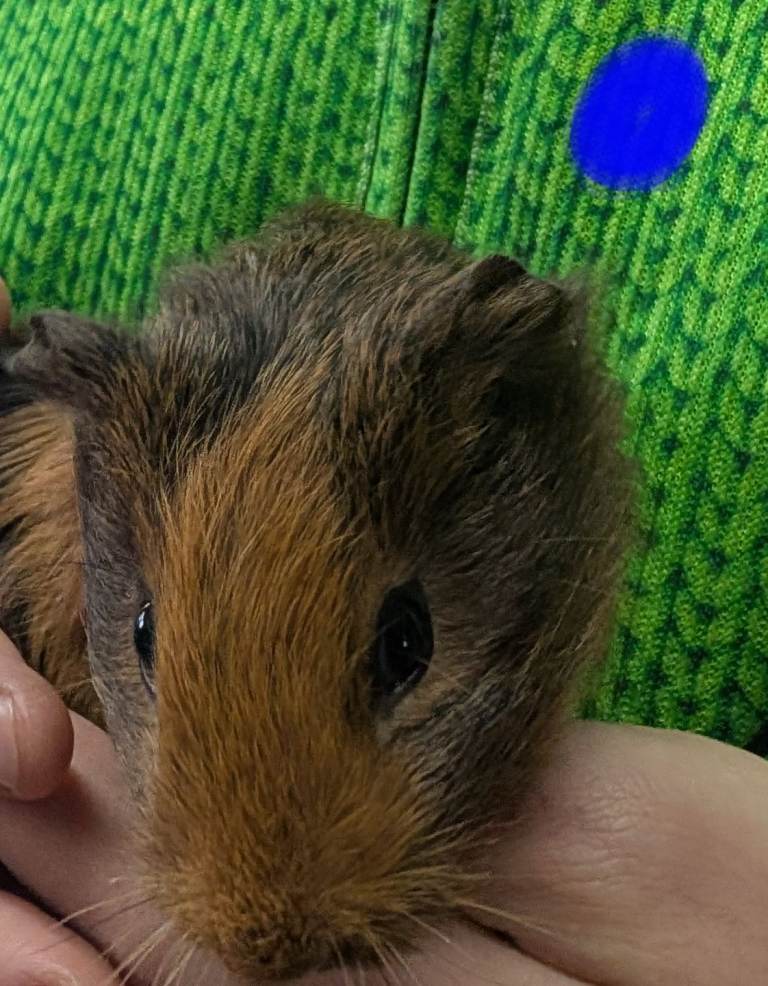 Baby Guinea Pigs 