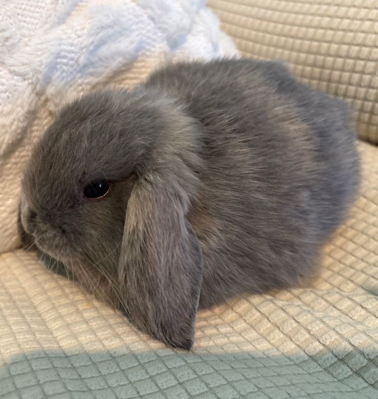 Mini lop babies one male left ( blue harlequin)