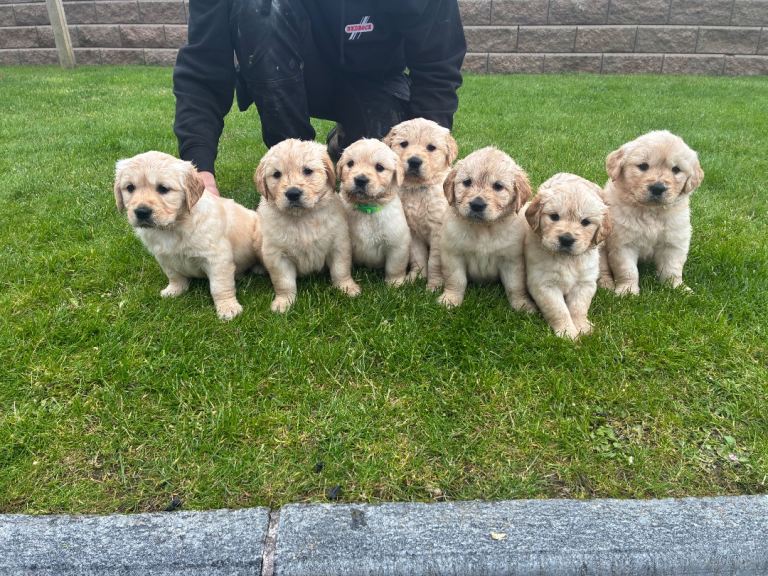 Golden Retriever pure bred Pups 